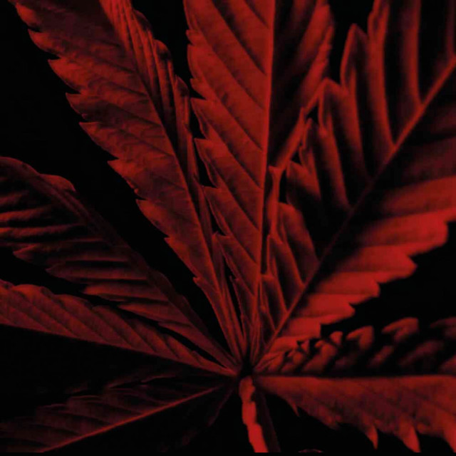 Habit Rouge L'Instinct | Eau de Toilette Intense Habit Rouge L'Instinct | Eau de Toilette Intense