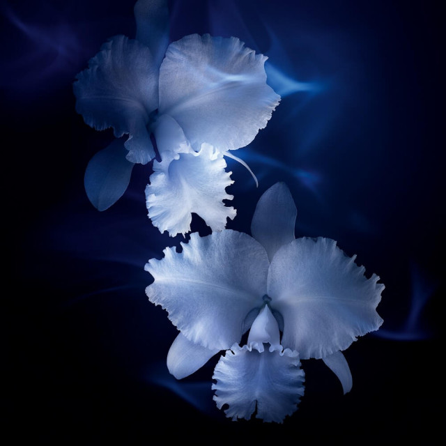 Orchidée Impériale Le Concentré de Longévité | Sérum densité et perfection
