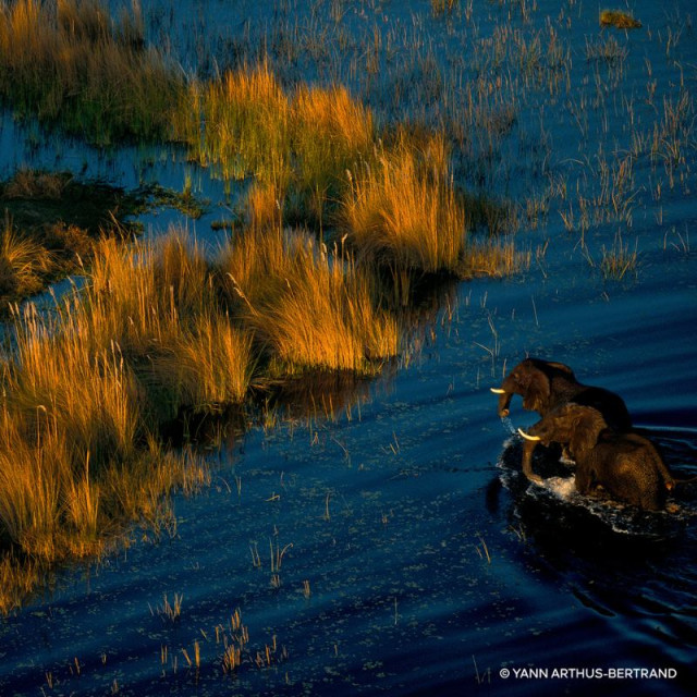 Aqua Allegoria Oud Yuzu Forte | Eau de Parfum