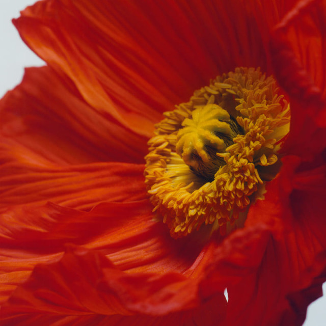 Scarlet Poppy | Cologne Intense