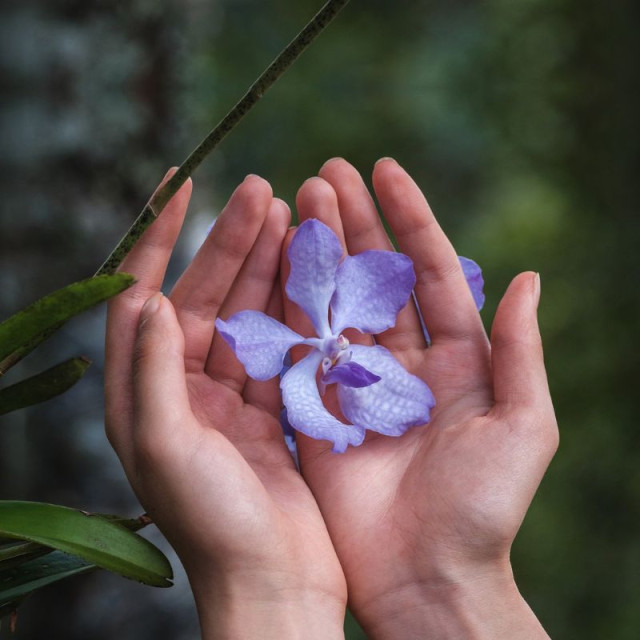 Orchidée Impériale | La Crème de longévité soin complet d'exception