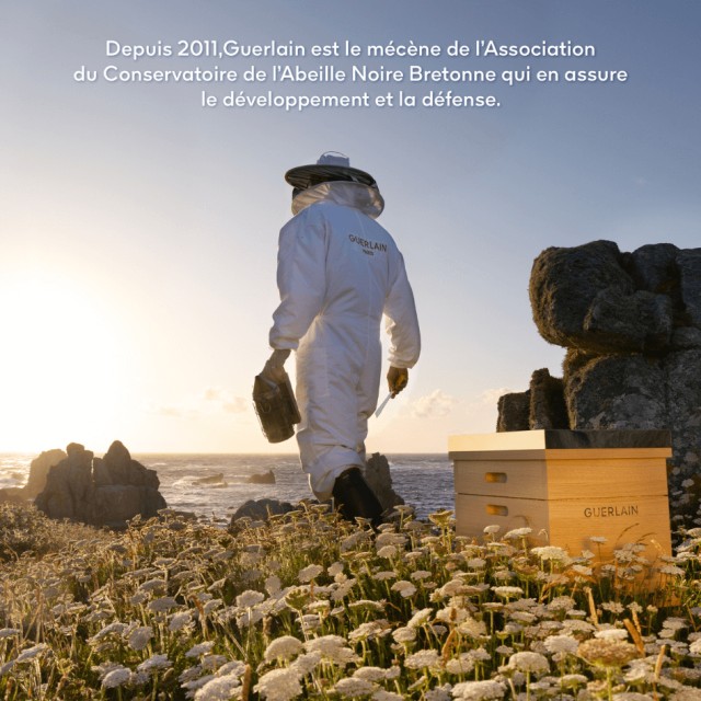Abeille Royale Soin Yeux Réparateur Jeunesse | Crème yeux